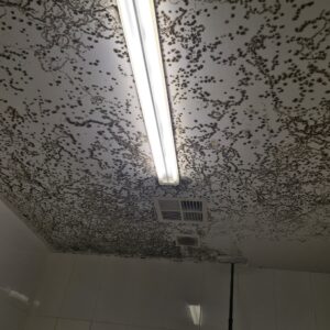 Mould Removal in Melbourne